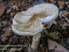 macro mushroom-1