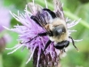 Macro bee 82 (1 of 1).jpg
