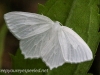 Macro moth 014 (1 of 1).jpg