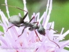 macro ant 130 (1 of 1).jpg
