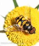 macro insects June 29 2015
