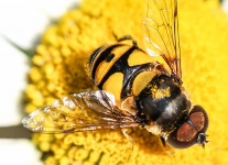 macro insects bee 015 (1 of 1).jpg