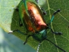 macro  beetle 011 (1 of 1).jpg