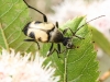 macro  beetle 017 (1 of 1).jpg