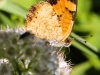 macro  butterfly 023 (1 of 1).jpg