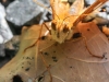 macro butterfly 105 (1 of 1).jpg