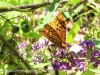 macro butterfly 279 (1 of 1).jpg