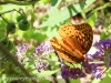 macro butterfly 280 (1 of 1).jpg
