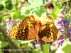 macro butterfly 281 (1 of 1).jpg
