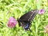 macro butterfly 310 (1 of 1).jpg