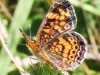 macro butterfly 313 (1 of 1).jpg
