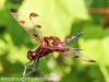 macro  dragonfly 15 (1 of 1).jpg