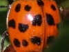 macro ladybug 353 (1 of 1).jpg
