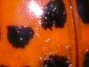 macro ladybug  close (1 of 1).jpg