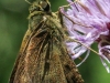 macro moth 266 (1 of 1).jpg