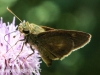 macro moth 274 (1 of 1).jpg