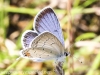 macro moth 318 (1 of 1).jpg