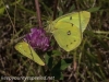 macro moth 326 (1 of 1).jpg