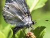 macro moth 335 (1 of 1).jpg