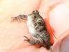 macro toad (1 of 1).jpg