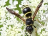 macro wasp 194 (1 of 1).jpg