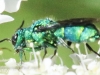 macro wasp  226 (1 of 1).jpg