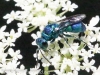 macro wasp 230 (1 of 1).jpg