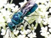 macro wasp  233 (1 of 1).jpg