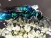 macro wasp  240 (1 of 1).jpg