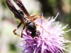 macro wasp 245 (1 of 1).jpg