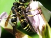 macro wasps 192 (1 of 1).jpg