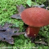 macro-mushroom-hike-1-of-44
