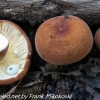 macro-mushroom-hike-13-of-44