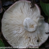 macro-mushroom-hike-16-of-44