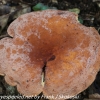 macro-mushroom-hike-18-of-44