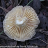 macro-mushroom-hike-19-of-44