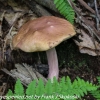 macro-mushroom-hike-2-of-44
