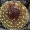 macro-mushroom-hike-3-of-44