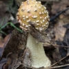 macro-mushroom-hike-4-of-44