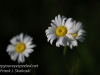 daisies -3