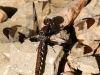 macro dragonfly-18