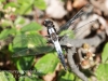 macro dragonfly-19