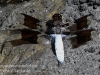 macro dragonfly-26