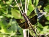 macro dragonfly-30