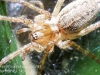 macro spider-1