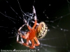 Marbled orb spider 122 (1 of 1)