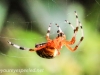 Marbled orb spider 129 (1 of 1)