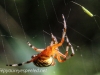Marbled orb spider 130 (1 of 1)