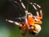 Marbled orb spider 133 (1 of 1)