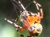 Marbled orb spider 134 (1 of 1)